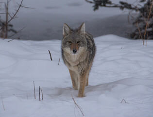 Fototapeta premium Coyote in the winter snow 