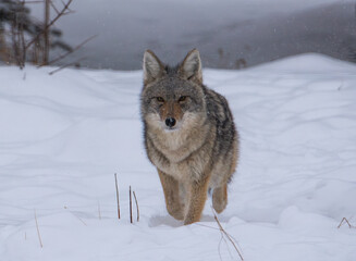 Coyote in the winter snow 