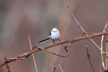 枝の上で跳ねたシマエナガ
