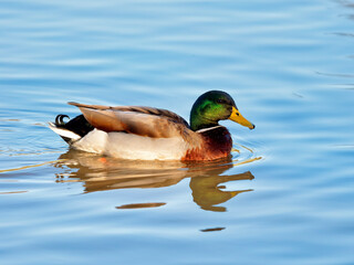 Male mallard duck with water reflections in soft late autumn light in Somerset England