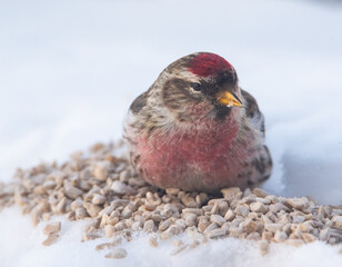 Common repeal in the winter