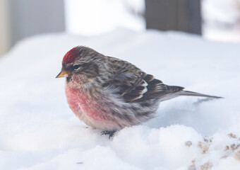 Common repeal in the winter