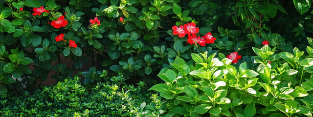 Vibrant red flowers bloom amidst lush green foliage in a serene garden setting, creating a beautiful contrast between the colors.