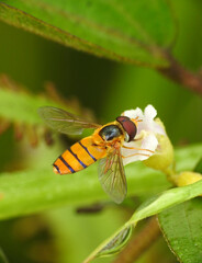 Hoverfly on the wild flower
