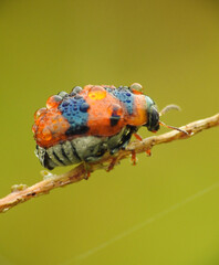 Dewy ladybug or ladybird on a plant