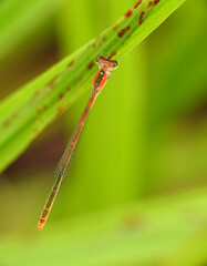 Red damselfly on green leaf