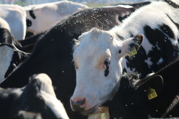 Fototapeta premium cow and calf