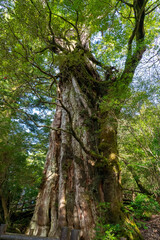 屋久島の紀元杉