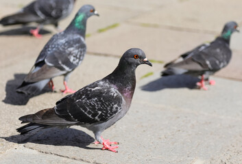 urban pigeon that paws in the city along with other similar birds of its species