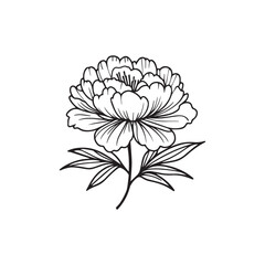 Vector illustration of a peony on a white background. © Riva