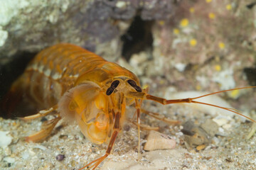 Mantis shrimp, Mantis shrimp (Rissoides desmaresti). Mediterranean. Gulf of Asinara. Sardinia. Italy