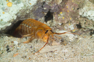 Mantis shrimp, Mantis shrimp (Rissoides desmaresti). Mediterranean. Gulf of Asinara. Sardinia. Italy