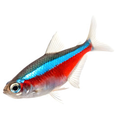 Beautiful Rare Neon Tetra fish in isolate background
