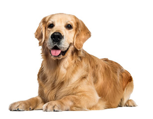 Obraz premium golden retriever isolated on white