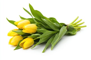 Fototapeta premium Fresh Yellow Tulips with Green Leaves on a White Background for Floral Decor, Gift, and Nature Inspiration