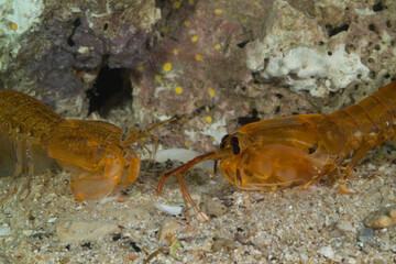 Mantis shrimp, Mantis shrimp (Rissoides desmaresti). Mediterranean. Gulf of Asinara. Sardinia. Italy