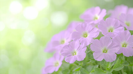 Obraz premium Delicate pink flowers, garden bokeh background, spring bloom, nature beauty, website banner