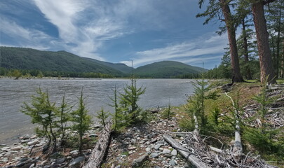 Russia. The Republic of Buryatia. An unusual view of a grove of young fir trees on the very edge of the bank of the Oka River.