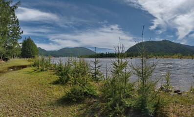 Russia. The Republic of Buryatia. An unusual view of a grove of young fir trees on the very edge of the bank of the Oka River.