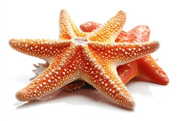 Bright and Colorful Starfish on a White Background, Showcasing Unique Texture and Patterns of Sea Creatures from Ocean Depths