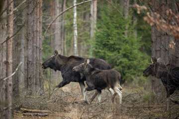 Mammals male bull Moose ( Alces alces ) North part of Poland, Europe dark foggy morning in winter young pine forest
