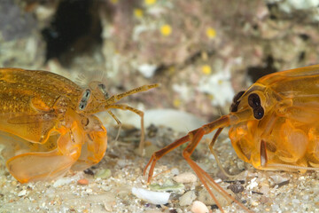 Mantis shrimp, Mantis shrimp (Rissoides desmaresti). Mediterranean. Gulf of Asinara. Sardinia. Italy