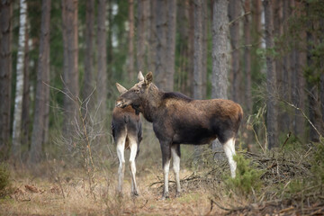 Mammals male bull Moose ( Alces alces ) North part of Poland, Europe dark foggy morning in winter...