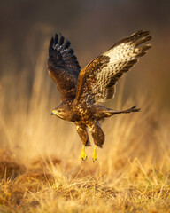 Common buzzard Buteo buteo in the fields in autumn, buzzards in natural habitat, hawk bird on the meadow, predatory bird close up