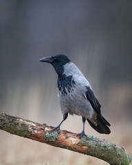 Bird - Hooded crow Corvus cornix in autumn meadow Poland Europe