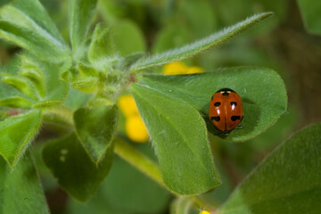 Coccinella, Coccinella 7-punctata, ..(Seven-spot Ladybird). Coccinella septempunctata