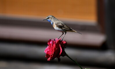 Bird on a flower Blutehroat