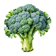 Broccoli Illustration on transparent background.

