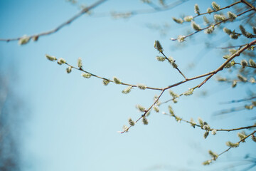 Willow branches with soft, fluffy catkins against a clear blue sky in early spring. sunlight highlights the delicate texture, symbolizing renewal, awakening, and beauty of seasonal change in nature