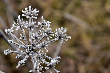frost on the grass