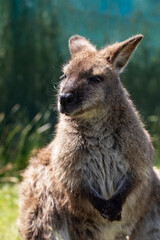 Cute fluffy wallaby in the park. Marsupial mammals. Australia