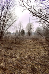 morning in the forest