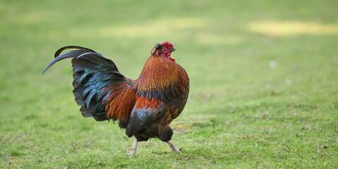 A colorful rooster with vibrant plumage stands on a grassy field, showcasing its striking feathers and proud stance.