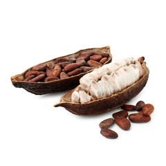 Cocoa pods with beans isolated on white