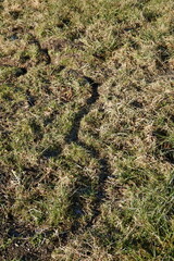 Wühlmausgänge . Wühlmäuse . Root voles . Mouse holes . Mauslöcher