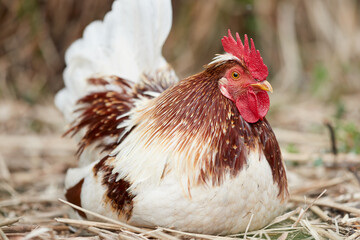 Free range chicken close up