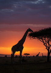 Silhouetted giraffe walking in the African savanna at sunset © DesignbyHumans