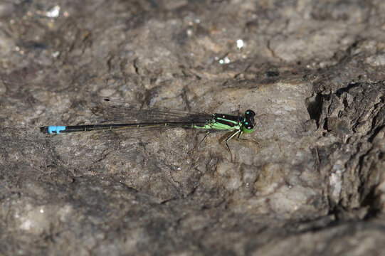 Ischnura verticalis Eastern Forktail Damselfly rests on a rock, showing its delicate wings and striking blue tail