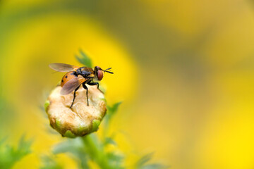 Caterpillar fly Gymnosoma rotundatum Capo Caccia, Alghero, Sardegna. Italia