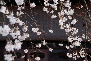 桜花の候