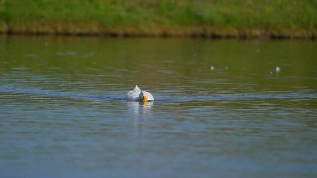wild Bufflehead (Bucephala albeola) duck diving down under the water to forage for food.