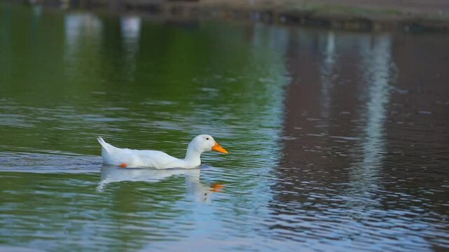 Duck swimming in the blue pond looking for food. Duck pond with water birds. Flock of ducks and flock of drakes swim and rest in the lake