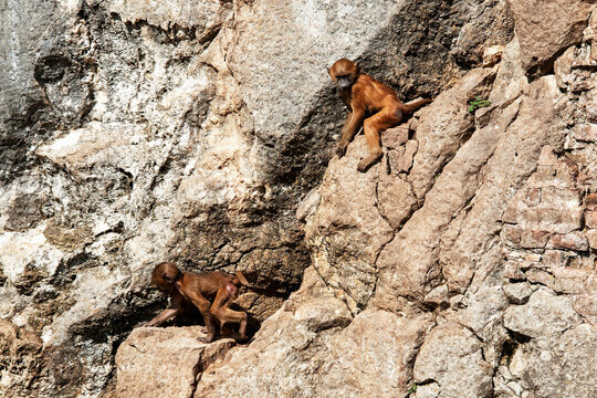 Jeunes singes sur des rochers