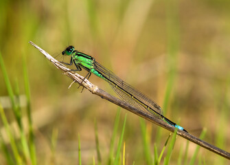 Blue-tailed Damselfly (Ischnura elegans) adult male resting on a rush stem