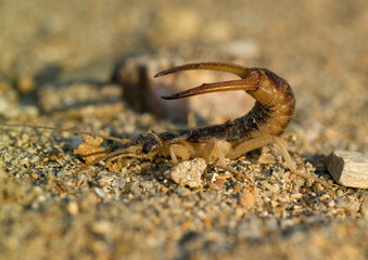 the shore earwig, tawny earwig, riparian earwig, or the striped earwig (Labidura riparia) on grey sand in natural habit Forbicina, (Labidura riparia). Lago di Baratz, Sassari, Alghero, Sardinia, Italy