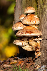 Mushroom colony on rotten tree trunk decomposes and decays wood as a bunch of mushrooms recycling in the forest ecosystem in warm sunshine with fungus mycellium with copy space on natural background